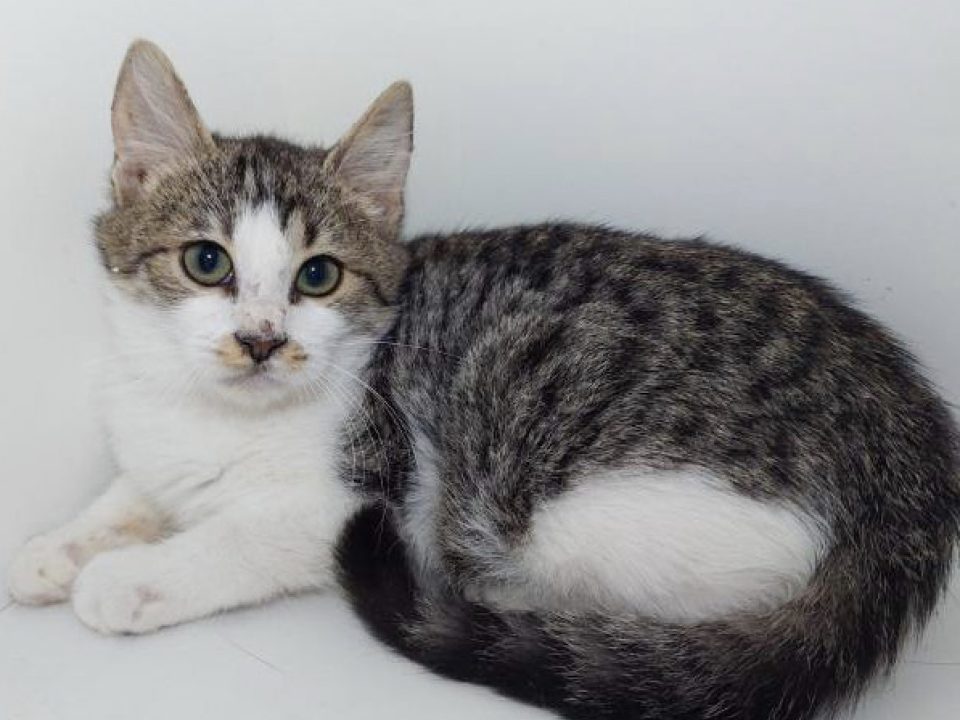 Male kitten lying down